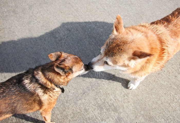 satsiridogssmallpicture